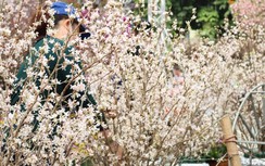 Cận cảnh lễ hội hoa anh đào 2019 trước giờ mở cửa đón khách