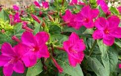 Hoa phấn trị viêm họng