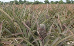 Dân vùng "sự cố môi trường" trồng dứa... dài cổ chờ doanh nghiệp trả tiền