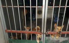 Vụ bé 7 tuổi tử vong vì bị đàn chó cắn: Chủ nuôi chó bị xử lý thế nào?