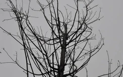 Hàng cây phong lá đỏ ở Hà Nội sắp hết xuân vẫn trơ cành không lá