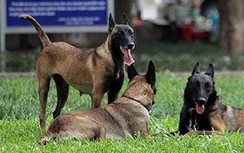 Chó cắn chết người: Chưa ai bị xử phạt vì tội thả rông chó