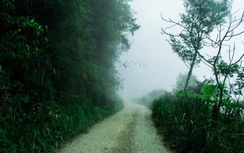 Nhóm nam nữ bị hành hung khi khám phá rừng Tam Đảo