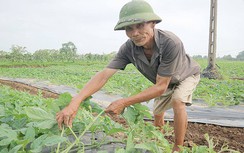 Về vùng đất Mai An Tiêm trồng dưa hấu dâng Vua Hùng