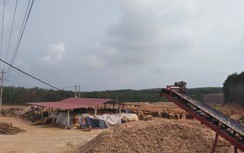 Công ty dăm gỗ phớt lờ quyết định xử lý, ngang nhiên hoạt động trái phép