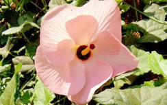 Sâm bố chính trị lao phổi, suy nhược cơ thể