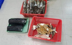 Ngà voi "đội lốt" tôm hùm qua đường hàng không