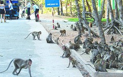 Cần Giờ đứng lên từ vùng “đất chết”