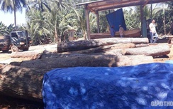 Chính quyền có tiếp tay cho người dân xây xưởng cưa trái phép ở Bình Định?