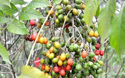 Dâu da xoan trị đau nhức khớp gối