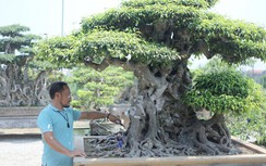 Chuyện “lên voi, xuống chó” ở làng tỷ phú cây cảnh