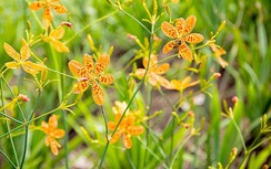 Cây rẻ quạt chữa bệnh viêm họng