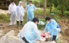 Dịch tả lợn tại Quảng Trị: Do sử dụng thức ăn thừa từ nhà hàng, quán ăn?