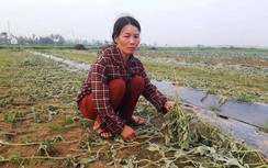 Truy tìm đối tượng phá hoại 5 sào dưa hấu ở Nghệ An