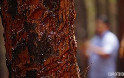 Chùm ảnh: Hơn 100ha thông hai lá ở Gia Lai bị phá hoại đến mức không ngờ