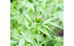 Sì to giúp an thần, hỗ trợ điều trị viêm loét dạ dày