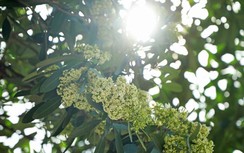 Những hiện tượng "lạ" trong mùa hè năm 2019