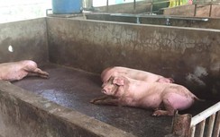 Dịch tả lợn châu Phi lan tới Kiên Giang