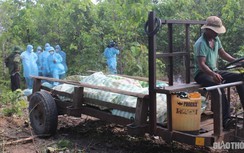 Dịch tả lợn châu Phi xuất hiện ở Gia Lai