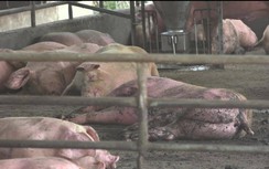 Cần Thơ, địa phương thứ 5 ở miền Tây có dịch tả lợn châu Phi
