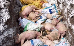 Thêm Sóc Trăng xuất hiện dịch tả lợn châu Phi