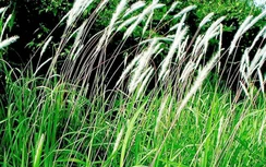 Cỏ tranh lợi tiểu, điều trị viêm thận cấp