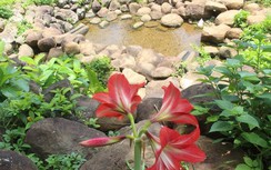 Sâm Bố Chính khoe sắc miền giếng cổ, hứa hẹn tạo nên tour du lịch độc đáo