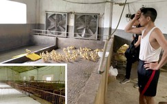 Chưa hết dịch tả lợn châu Phi đã lo thiếu thịt lợn