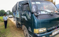 Bình Định xuất hiện ổ dịch tả lợn châu Phi đầu tiên