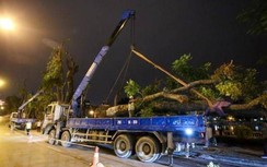 Cân nhắc kỹ khi chặt hạ, di chuyển gần 2.000 cây xanh mở rộng đường