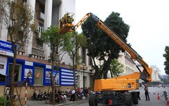 Hà Nội: Hàng chục nghìn cây xanh phải cắt tỉa trước mùa mưa bão
