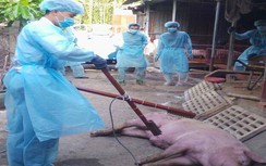 Giá thịt heo ở TP.HCM bình thường sau ngày dịch tả lợn châu Phi xuất hiện