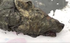 Phát hiện đầu chó sói cổ hơn 40 ngàn năm tuổi còn nguyên não ở Nga