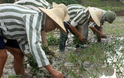 Quốc hội không đồng ý tổ chức cho phạm nhân lao động ngoài trại giam