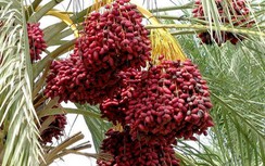 Quả chà là giải rượu, tốt cho tim mạch