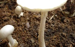 Ăn nấm rừng, chồng tử vong, vợ và con nhiễm độc gan nặng