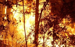 Dập lửa cứu rừng, tưới nước cứu chè, 2 người dân ở Nghệ An tử vong