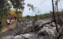 Tiếp tục xảy ra cháy hàng chục héc-ta rừng ở Quảng Ngãi, Bình Định