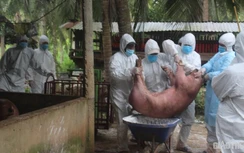 Địa phương cuối cùng khu vực ĐBSCL xuất hiện dịch tả lợn châu Phi
