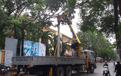 TP.HCM: Cây xanh bật gốc đè bẹp dúm ô tô, cúp điện một khu vực