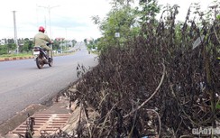 Phớt lờ lệnh cấm, Đắk Lắk vẫn phun thuốc diệt cỏ "vệ sinh" đường