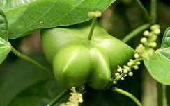 Sachi làm đẹp da, giảm mỡ máu