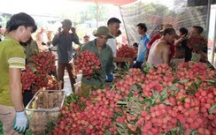 Xuất hiện hàng trăm triệu phú và tỷ phú sau vụ vải thiều ở Lục Ngạn