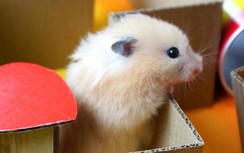 Vì sao khách mang được chuột lên làm loạn máy bay?