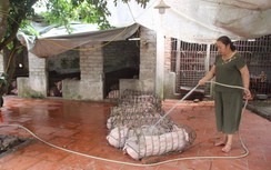 Đột kích cơ sở “gột” lợn liên quan đến việc nữ kiểm dịch viên bị đình chỉ