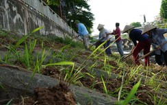 Công nhân hối hả phủ xanh bờ kè sông Tô Lịch
