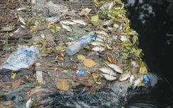 Nước sông Tô Lịch lại đen, cá chết nằm phơi bụng