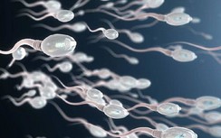 Bi hài chuyện lưu trữ “con giống”