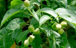 Ba đậu trị viêm niêm mạc dạ dày