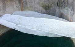 Điều tra nghi án bỏ thuốc sâu vào bể nước, cả nhà đi cấp cứu